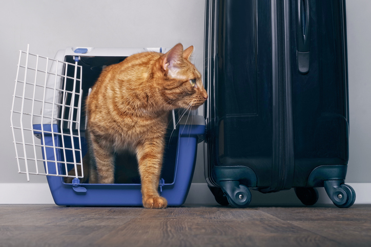 kot w transporterze obok walizki