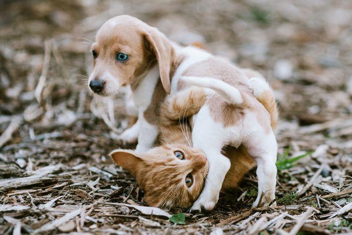 mały beagle i kotek